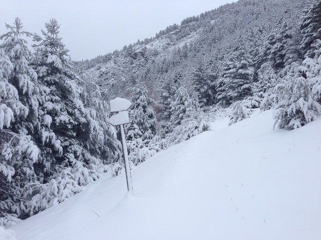 Cartel de Costaseda Nevado