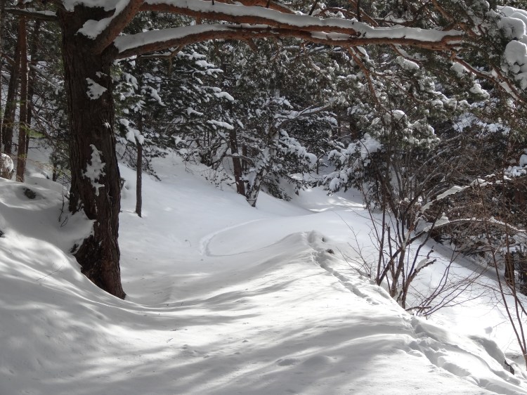Ramio de camino a Fontverd en invierno