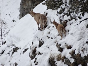 Lillaz Gully - Cogne - Aosta - Italia