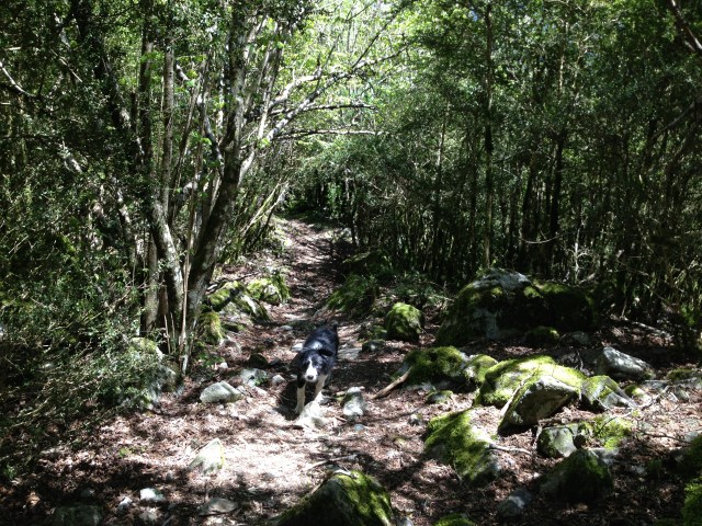 El bosque magico de Sant Vicens de Enclar