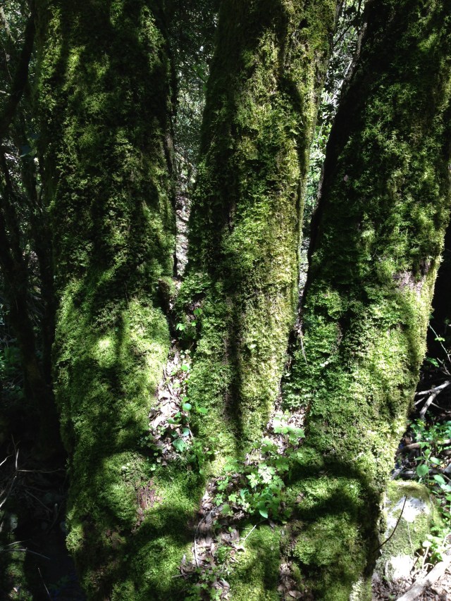 El bosque magico de Sant Vicens de Enclar