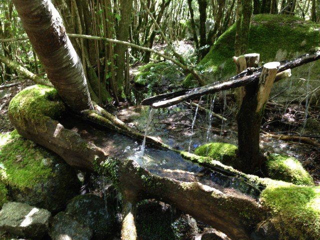 El camino de bajada es un bosque magico