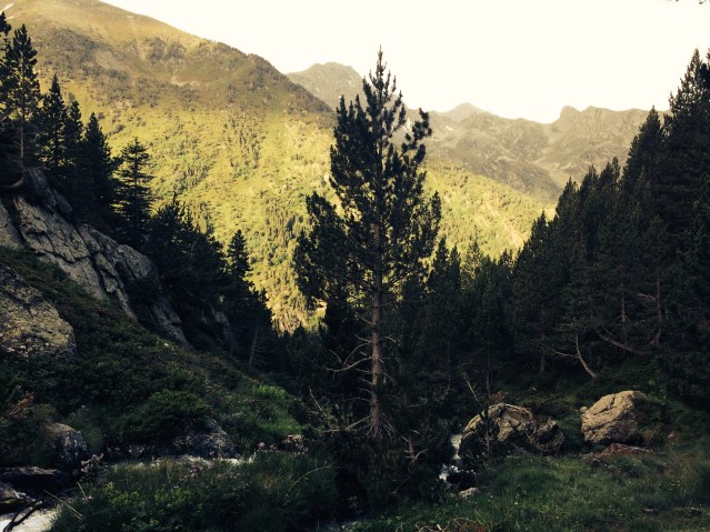 Direccion del Comis Vell